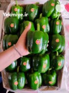 قیمت فلفل دلمه سبز گلخانه ای در یزد در گروه خرید و فروش فلفل در یکمیوه