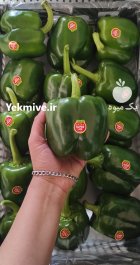 تامین صادرات فلفل دلمه سبز گلخانه در یزد در گروه خرید و فروش فلفل در یکمیوه