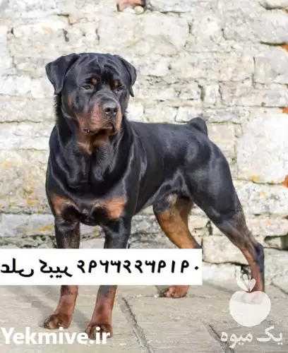 فروش سگ روتوایلر قیمت روتوایلر آمریکایی در تهران در گروه سگ و گربه در یکمیوه -عکس1