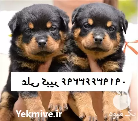 فروش سگ روتوایلر قیمت روتوایلر آمریکایی در گروه سگ و گربه در یکمیوه -عکس1