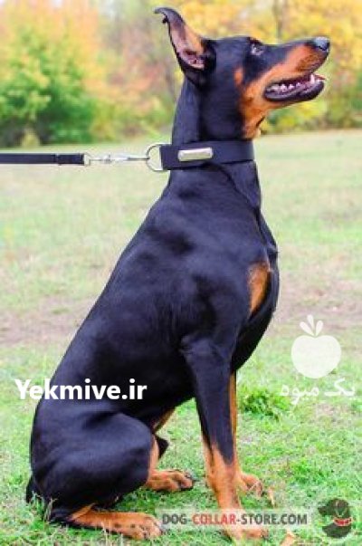 خرید و فروش سگ سرابی در گرمدره در گروه سگ و گربه در یکمیوه -عکس1