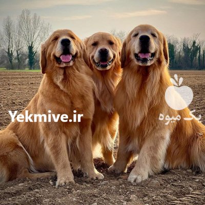 خرید و فروش سگ گلدن روتریور در ماهدشت در گروه سگ و گربه در یکمیوه -عکس1