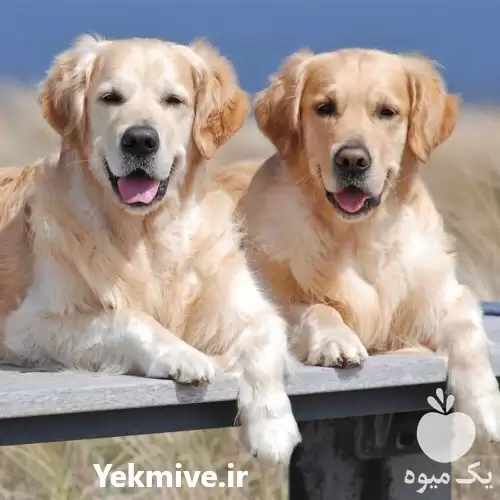 سگ گلدن رتریور فروش توله سگ در تهران در گروه سگ و گربه در یکمیوه -عکس1