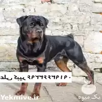 فروش سگ روتوایلر قیمت روتوایلر آمریکایی در تهران در گروه سگ و گربه در یکمیوه