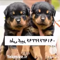 فروش سگ روتوایلر قیمت روتوایلر آمریکایی در گروه سگ و گربه در یکمیوه