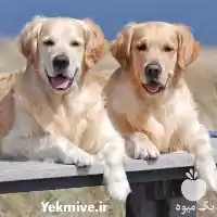 سگ گلدن رتریور فروش توله سگ در تهران در گروه سگ و گربه در یکمیوه
