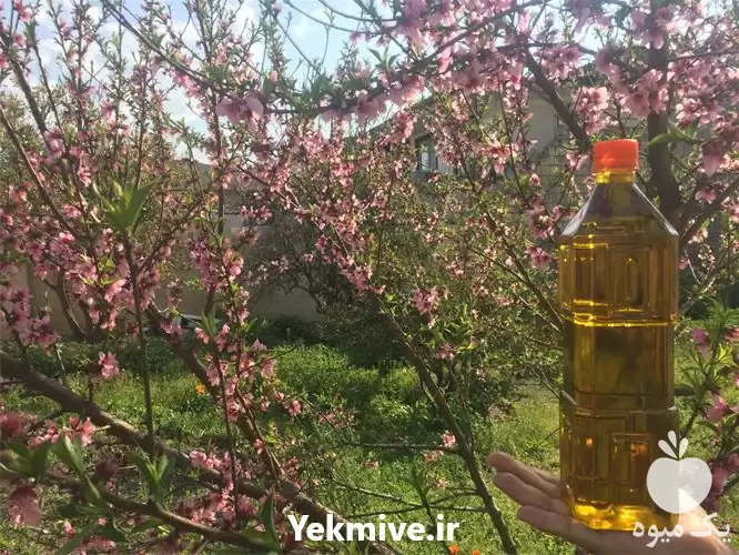 قیمت خرید زیتون و روغن زیتون در گروه خرید و فروش انواع روغن در یکمیوه -عکس1