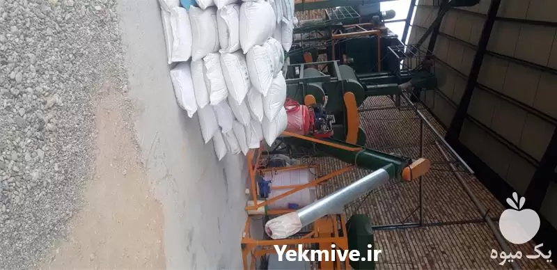 خرید و فروش گندم و جو در گروه خرید و فروش گندم و جو در یکمیوه -عکس1