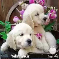 قیمت خرید سگهای گلدن رتریور قیمت در تهران در گروه سگ و گربه در یکمیوه