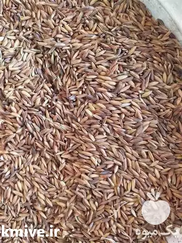 خرید عمده شلتوک برنج در گروه خرید و فروش گیاهان دارویی در یکمیوه -عکس1