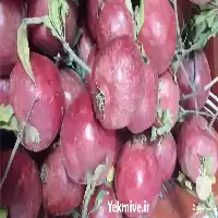 قیمت خرید انار و رب در شیراز در گروه خرید و فروش رب در یکمیوه