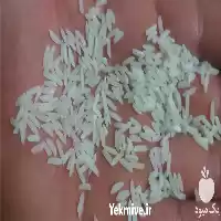 فروش برنج طارم هاشمی در ساری در گروه خرید و فروش برنج در یکمیوه