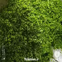 قیمت خرید سبزیجات آماده در گروه انواع سرخ شده و پخته شده در یکمیوه