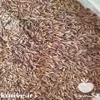 خرید عمده شلتوک برنج در گروه خرید و فروش گیاهان دارویی در یکمیوه