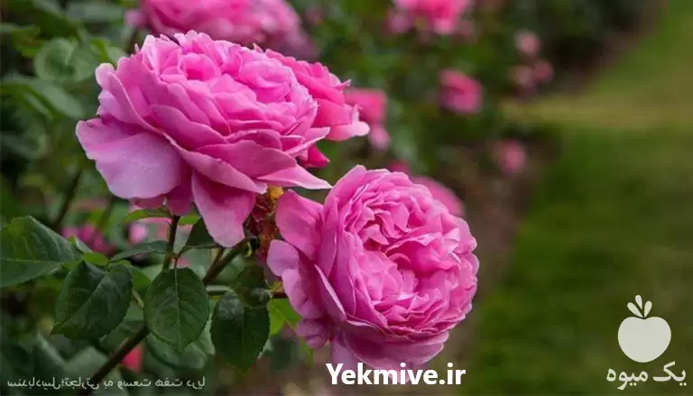 فروش عرضه نشاء گل محمدی بومی در گروه خرید و فروش نشا در یکمیوه -عکس1