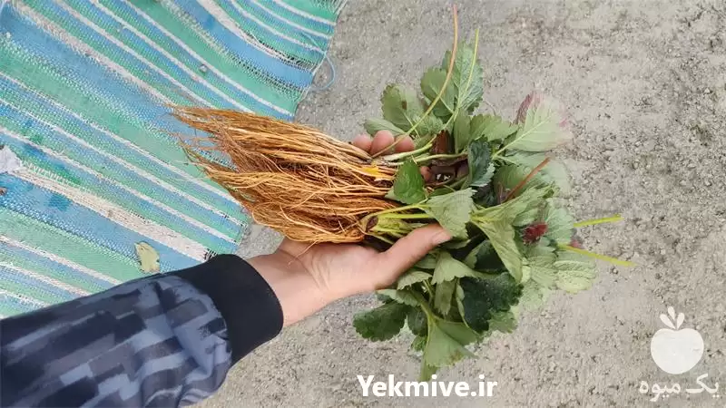 فروش نشا توت فرنگی ریشه لخت در سنندج در گروه خرید و فروش توت فرنگی در یکمیوه -عکس1