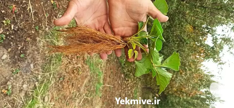 فروش نشاء توت فرنگی در سنندج در گروه خرید و فروش نشا در یکمیوه -عکس1