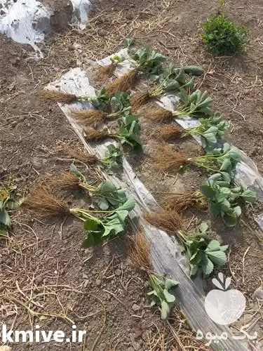 فروش تضمینی نشا توت فرنگی گلدانی در سنندج در گروه خرید و فروش نشا در یکمیوه -عکس1