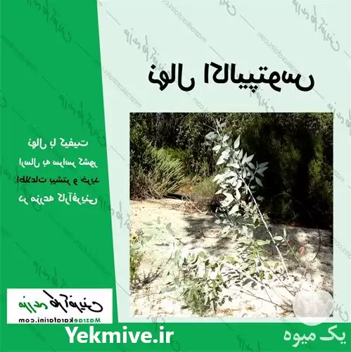 نهال اکالیپتوس در سمنان در گروه خرید و فروش نهال اکالیپتوس در یکمیوه -عکس1