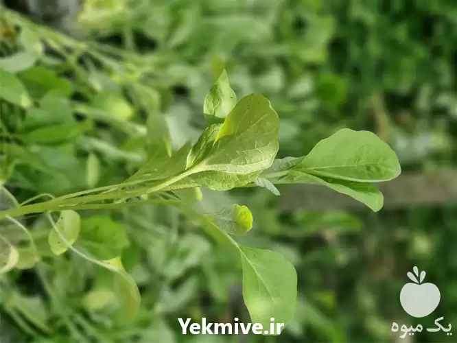 فروش نشاء فلفل در رشت در گروه خرید و فروش نشا در یکمیوه -عکس1