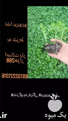 فروش انواع نشا در اصفهان در گروه خرید و فروش نشا در یکمیوه -عکس1