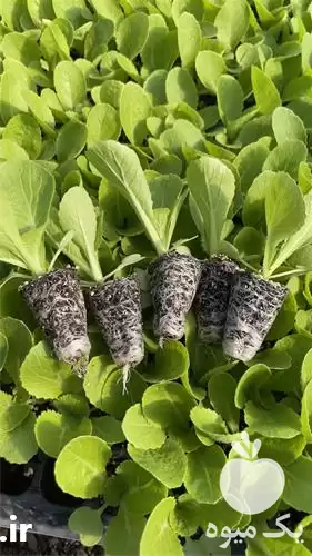 قیمت خرید گلخانه صنعتی تولید نشا در گروه خرید و فروش نشا در یکمیوه -عکس1