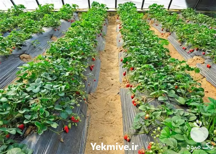قیمت خرید تولید نشا توت فرنگی در گروه خرید و فروش نشا در یکمیوه -عکس1