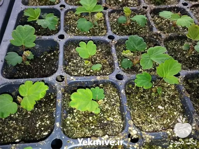 تولید فروش نشاء توت فرنگی سان در تهران در گروه خرید و فروش نشا در یکمیوه -عکس1