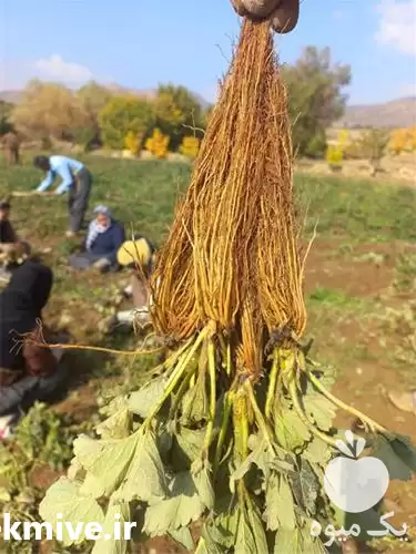 فروش نشا توت فرنگی در سنندج در گروه خرید و فروش توت فرنگی در یکمیوه -عکس1