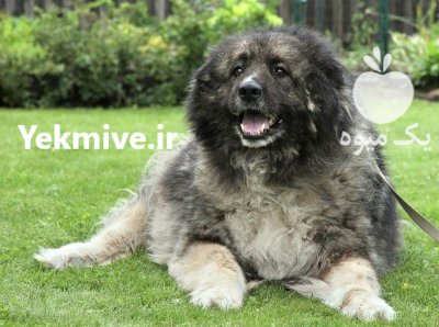 خرید و فروش سگ قفقازی در گروه سگ و گربه در یکمیوه -عکس1