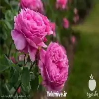 فروش عرضه نشاء گل محمدی بومی در گروه خرید و فروش نشا در یکمیوه