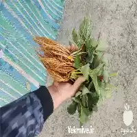 فروش نشا توت فرنگی ریشه لخت در سنندج در گروه خرید و فروش توت فرنگی در یکمیوه