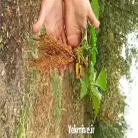 فروش نشاء توت فرنگی در سنندج در گروه خرید و فروش نشا در یکمیوه