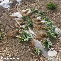 فروش تضمینی نشا توت فرنگی گلدانی در سنندج در گروه خرید و فروش نشا در یکمیوه