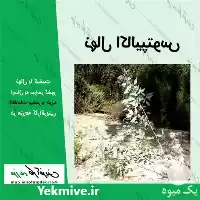 نهال اکالیپتوس در سمنان در گروه خرید و فروش نهال اکالیپتوس در یکمیوه