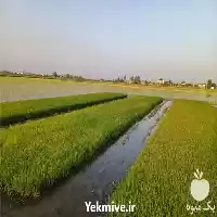 خدمات تامین و فروش نشاء در ساری در گروه خرید و فروش نشا در یکمیوه