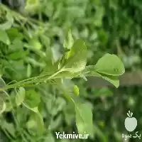 فروش نشاء فلفل در رشت در گروه خرید و فروش نشا در یکمیوه