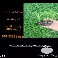 فروش انواع نشا در اصفهان در گروه خرید و فروش نشا در یکمیوه
