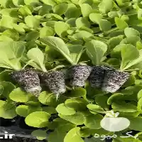 قیمت خرید گلخانه صنعتی تولید نشا در گروه خرید و فروش نشا در یکمیوه