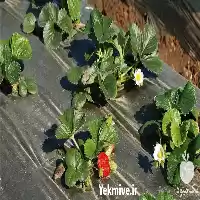 فروش ارزان ترین قیمت نشا توت در زنجان در گروه خرید و فروش نشا در یکمیوه