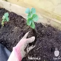 فروش بهترین قیمت نشا توت فرنگی در قزوین در گروه خرید و فروش نشا در یکمیوه