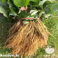 فروش نشا توت فرنگی در سنندج در گروه خرید و فروش توت فرنگی در یکمیوه