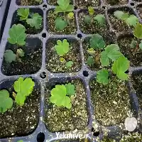 تولید فروش نشاء توت فرنگی سان در تهران در گروه خرید و فروش نشا در یکمیوه