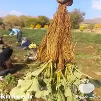 فروش نشا توت فرنگی در سنندج در گروه خرید و فروش توت فرنگی در یکمیوه