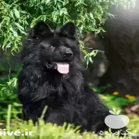 سگ افغان فروش توله سگ در تهران در گروه سگ و گربه در یکمیوه