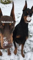 خرید و فروش سگ دوبرمن در محمدشهر در گروه سگ و گربه در یکمیوه