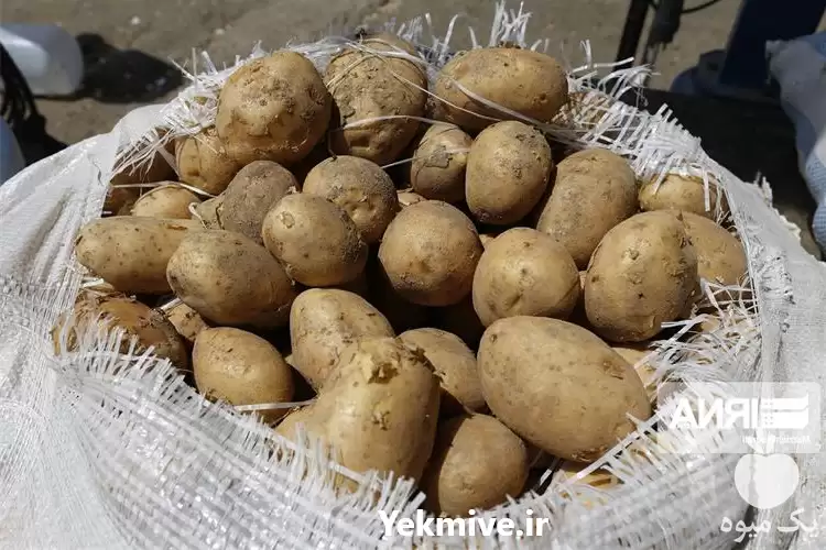 فروش سیب زمینی در تهران در گروه خرید و فروش سیب زمینی در یکمیوه -عکس1