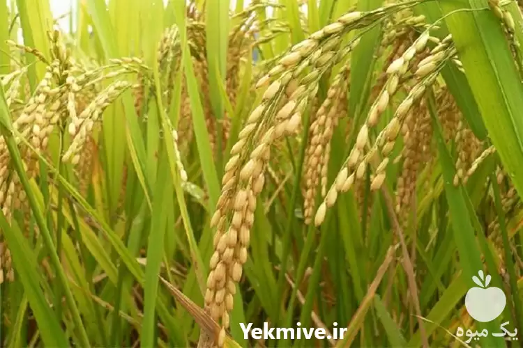 قیمت خرید برنج شمالی تالش در رشت در گروه خرید و فروش برنج در یکمیوه -عکس1