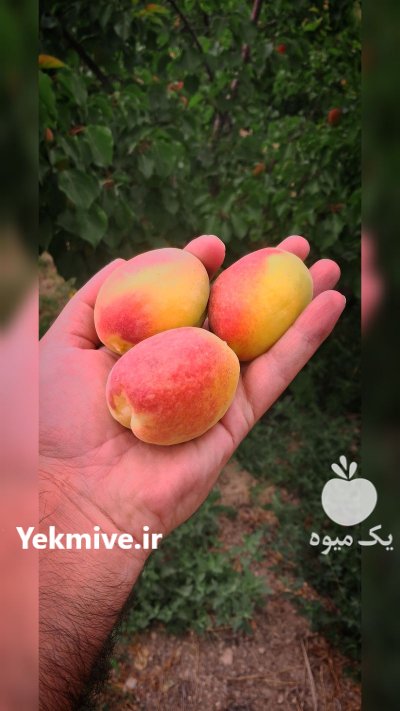 فروش زردالو در مجن در گروه خرید و فروش زردآلو در یکمیوه -عکس1