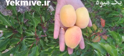 فروش زردالو در مجن در گروه خرید و فروش زردآلو در یکمیوه -عکس2